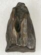 Triceratops Shed Tooth - Montana #20389-1